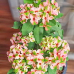 Эуфорбия Миля RATREE PHRA DAP PHET