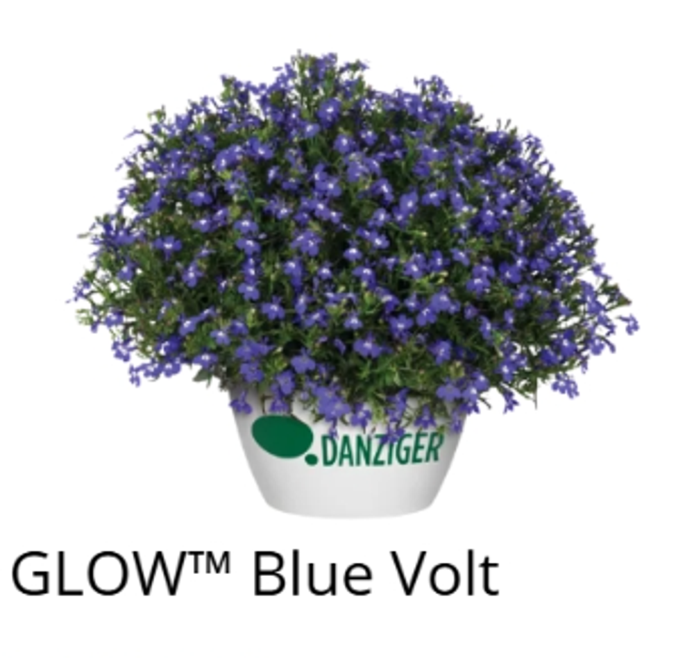 ЕВРО Лобелия Glow Blue Volt укорененный ЕВРО черенок НАЧАЛО ЯНВАРЯ поставка 5