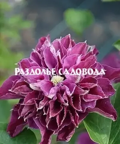 Клематис крупноцветковый Хот Лав