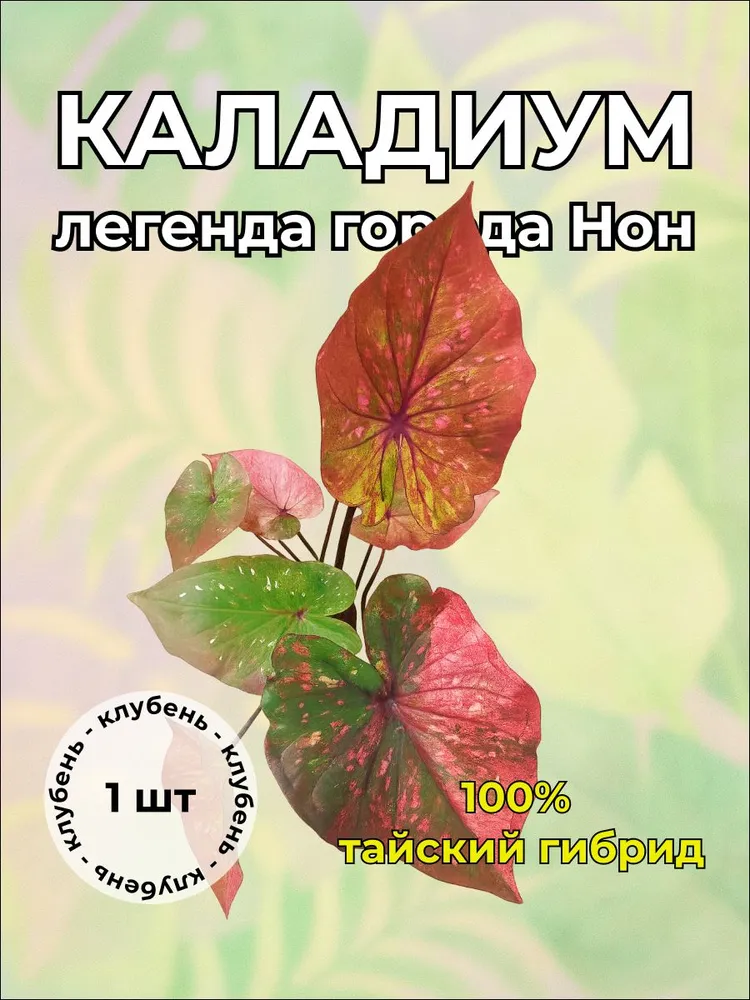 Каладиум "Легенда города Нон" клубень