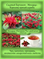 Монарда Панорама Ред Садовый бергамот