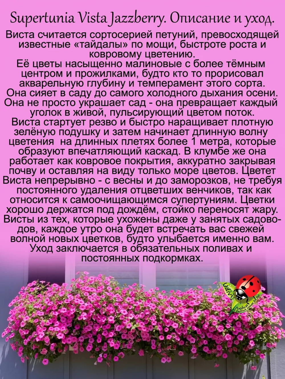 Петуния Виста Джазберри супертуния