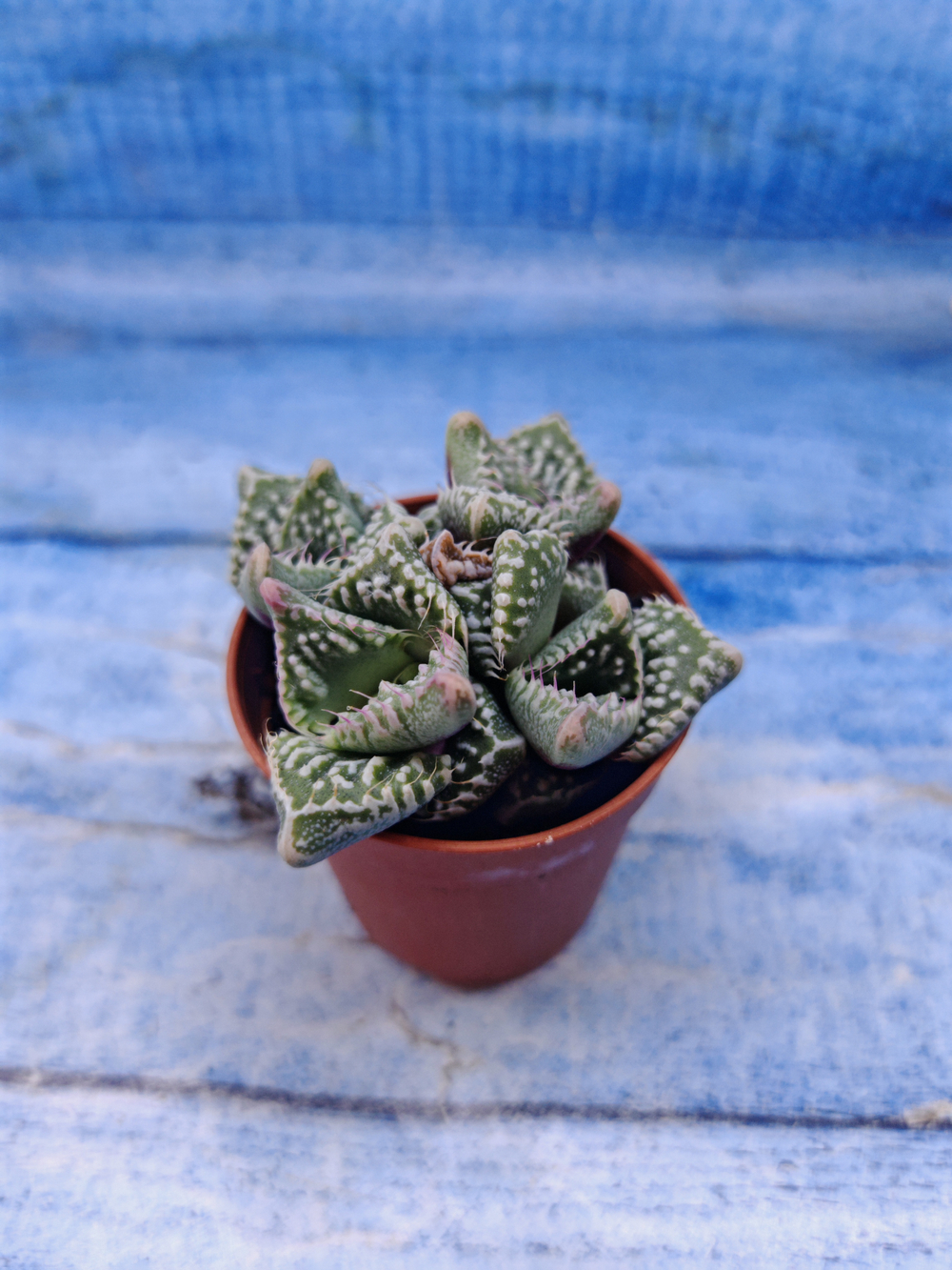 Faucaria Tuberculosa (Фаукария)