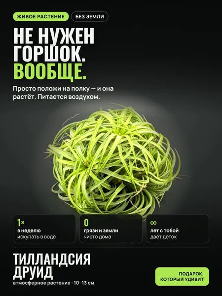 Тилландсия Друид (Tillandsia Ionanta Druid Clump), атмосферное растение