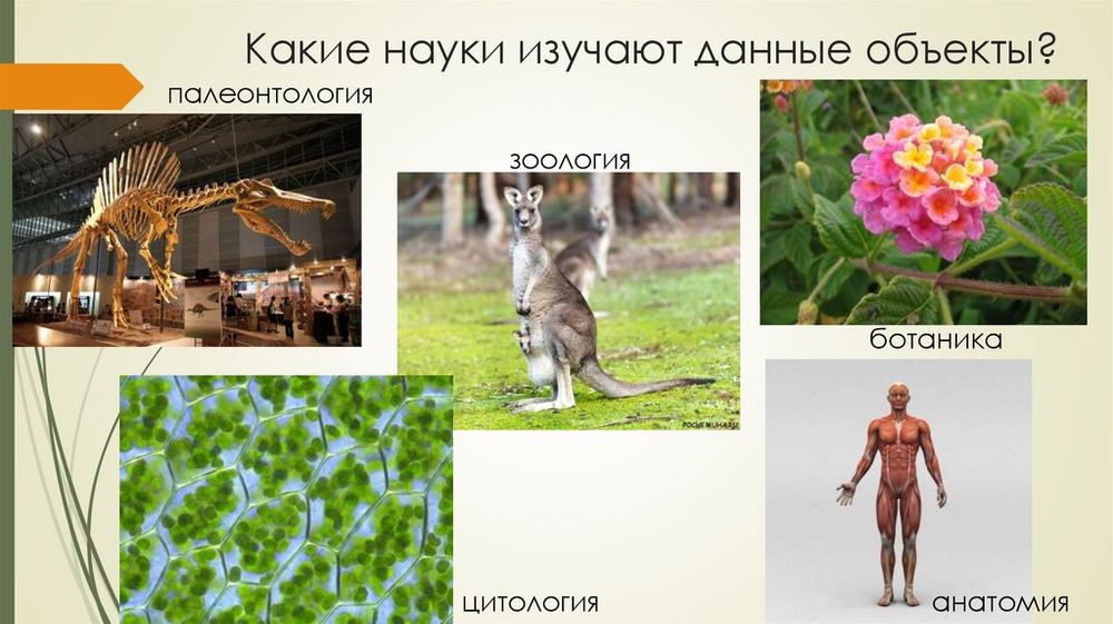 Интерактивное пособие Наглядная биология. Растение - живой организм — купить по ФГОС | Учебный стандарт Интерактивное пособие Наглядная биология. Растение - живой организм — купить по ФГОС | Учебный стандарт