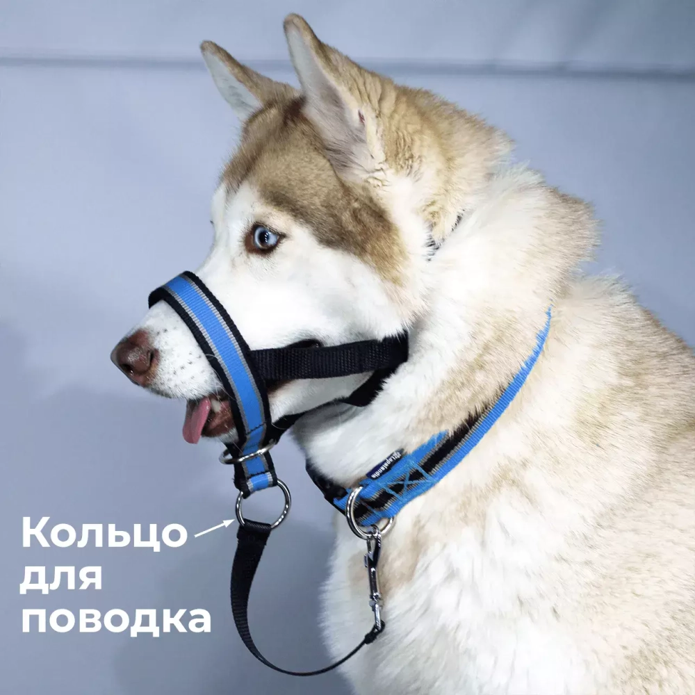Недоуздок корректор поведения Спорт (Халти) для собак