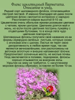 Флокс Вариегата шиловидный пестролистный
