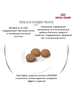 ROYAL CANIN Ageing Sterilised 12+ (Роял Канин Эйджинг Стерилайзд 12+) корм сухой для кошек Ageing 12+ Sterilised 2 кг.