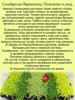 Солейролия Вариегата комнатная ряска