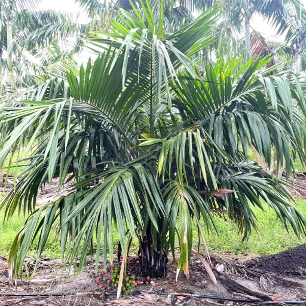 Сиагрус (Arikury Palm) — семена, 2 шт.