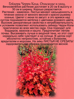 Гейхера Черри Кола многолетник