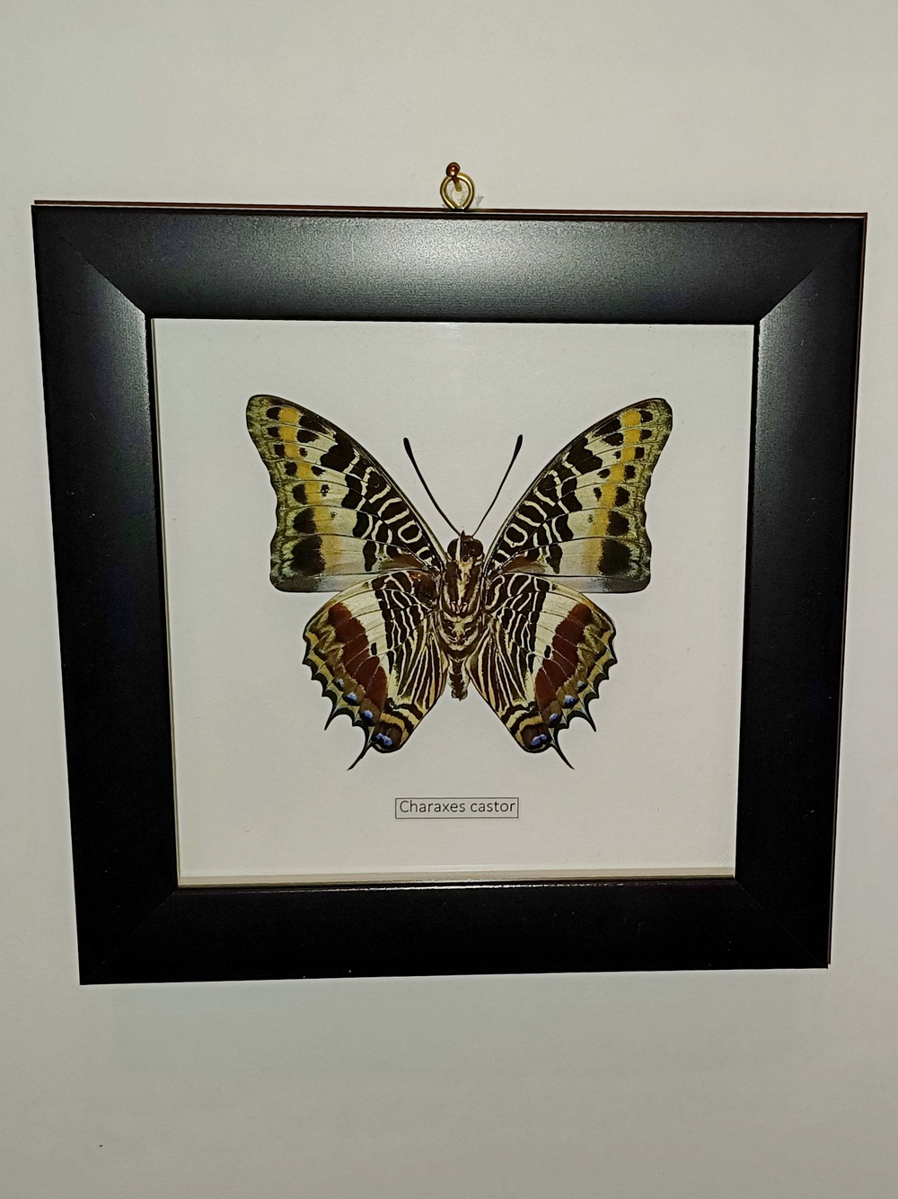 Бабочка Charaxes castor в рамке