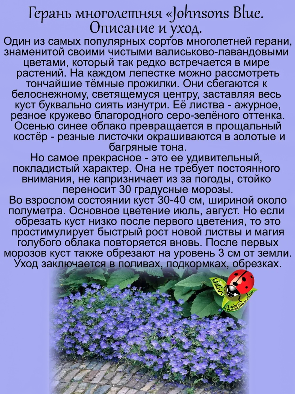 Герань Джонсонс Блю многолетняя