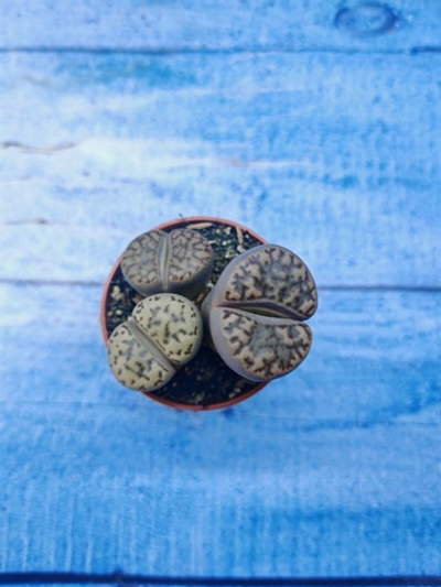 Lithops sp. (Литопсы)