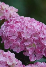 Пинки Биндер Роуз (Pinky Binder Rose) р14 Европа весна 2027 г.