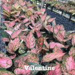 Аглаонема VALENTINE (С68)