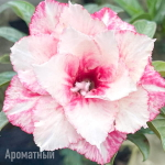 Адениум TQC-81-PINK CRYSTAL
