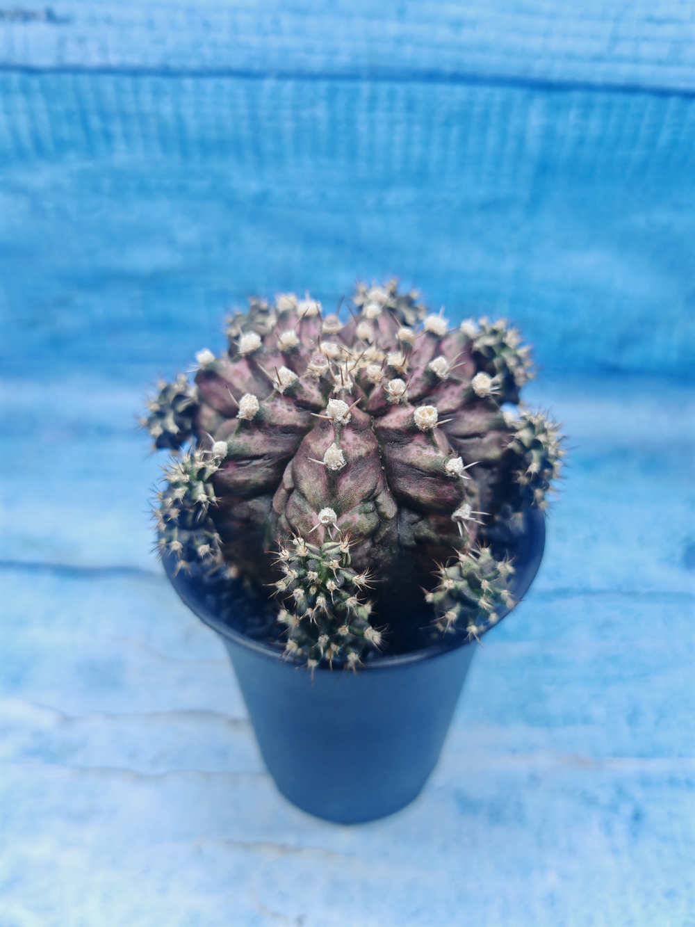 Gymnocalycium T-Rex Pink hybrid (Гимнокалициум T-rex)