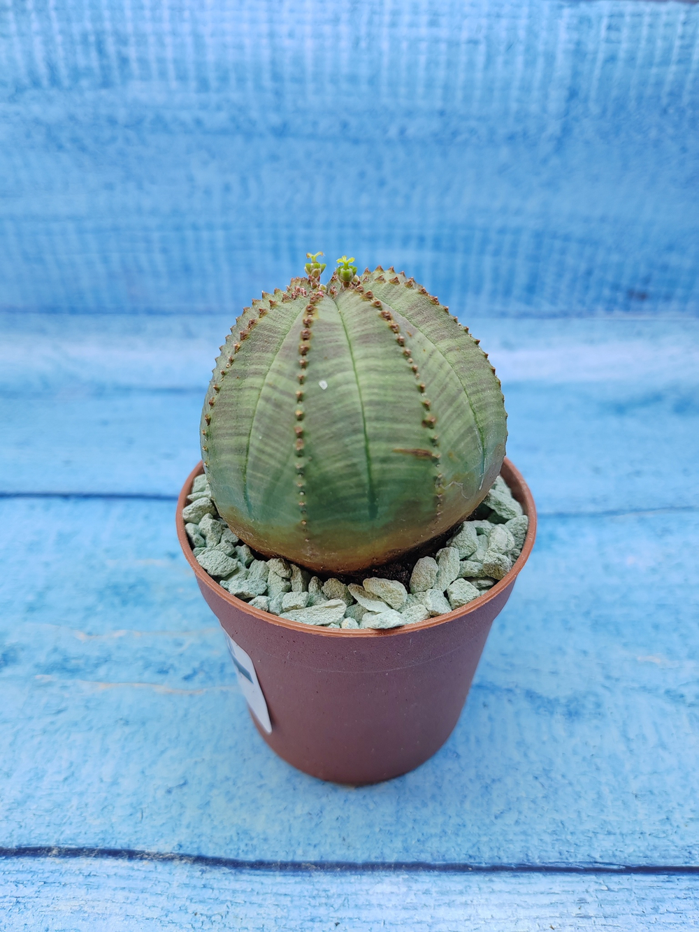 Euphorbia Obesa (Эуфорбия)