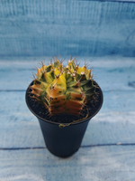 Gymnocalycium Variegata (Гимнокалициум Вариегатный)