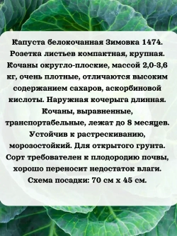 Семена капуста набор 3 шт (Слава,Июньская,Зимовка)