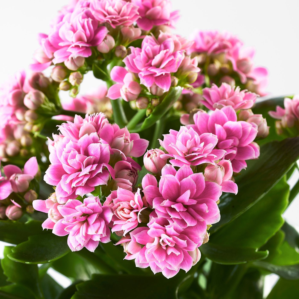 IKEA KALANCHOE  (ИКЕА КАЛАНСХОЕ)  -  Комнатное растение - Flaming Katy разные цвета 6 см