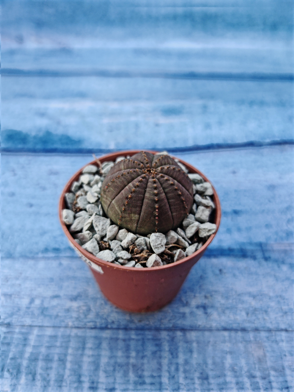 Суккулент Euphorbia Obesa (Эуфорбия)
