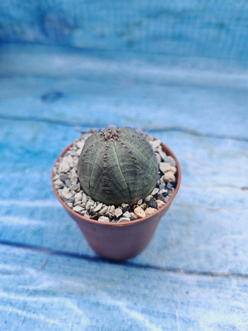 Euphoria Obesa (Эуфорбия)