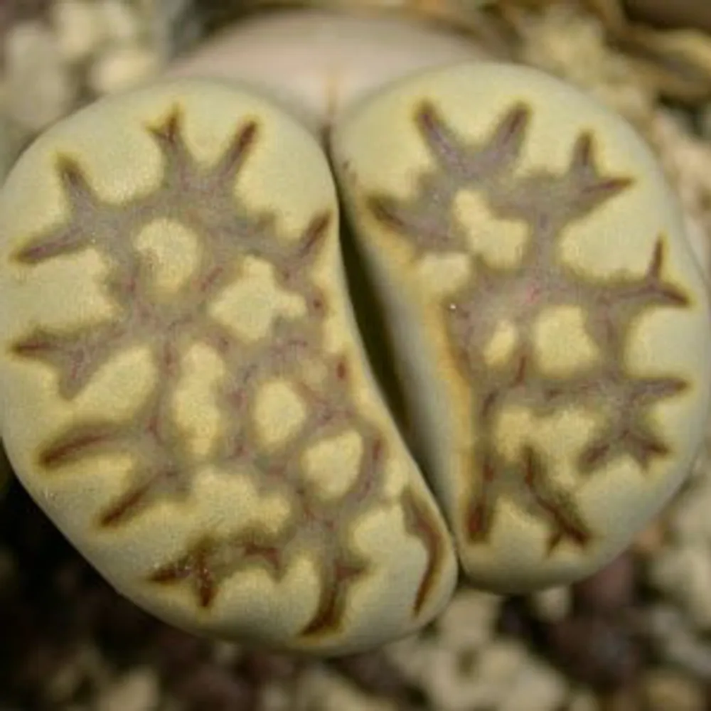 Литопс (C179 Lithops julii ssp. fulleri v. brunnea) живые камни семена