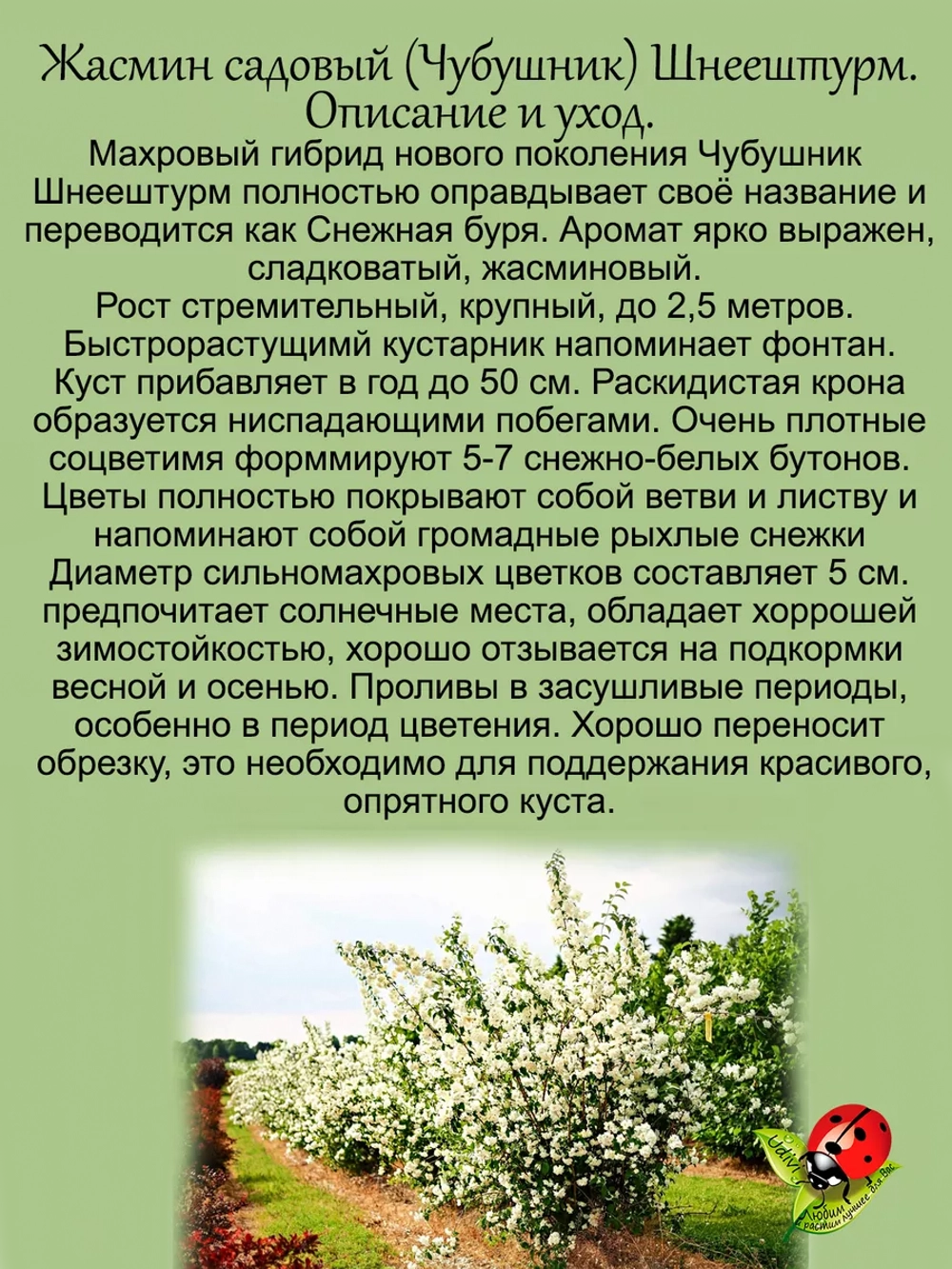 Жасмин Шнеештурм махровый чубушник садовый