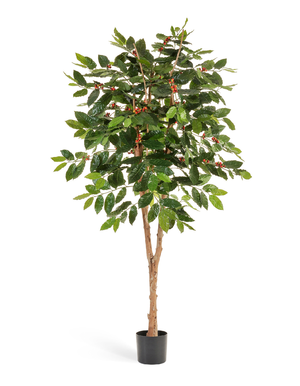 Кофейное дерево с плодами 180 см 2/2 10.38906FL