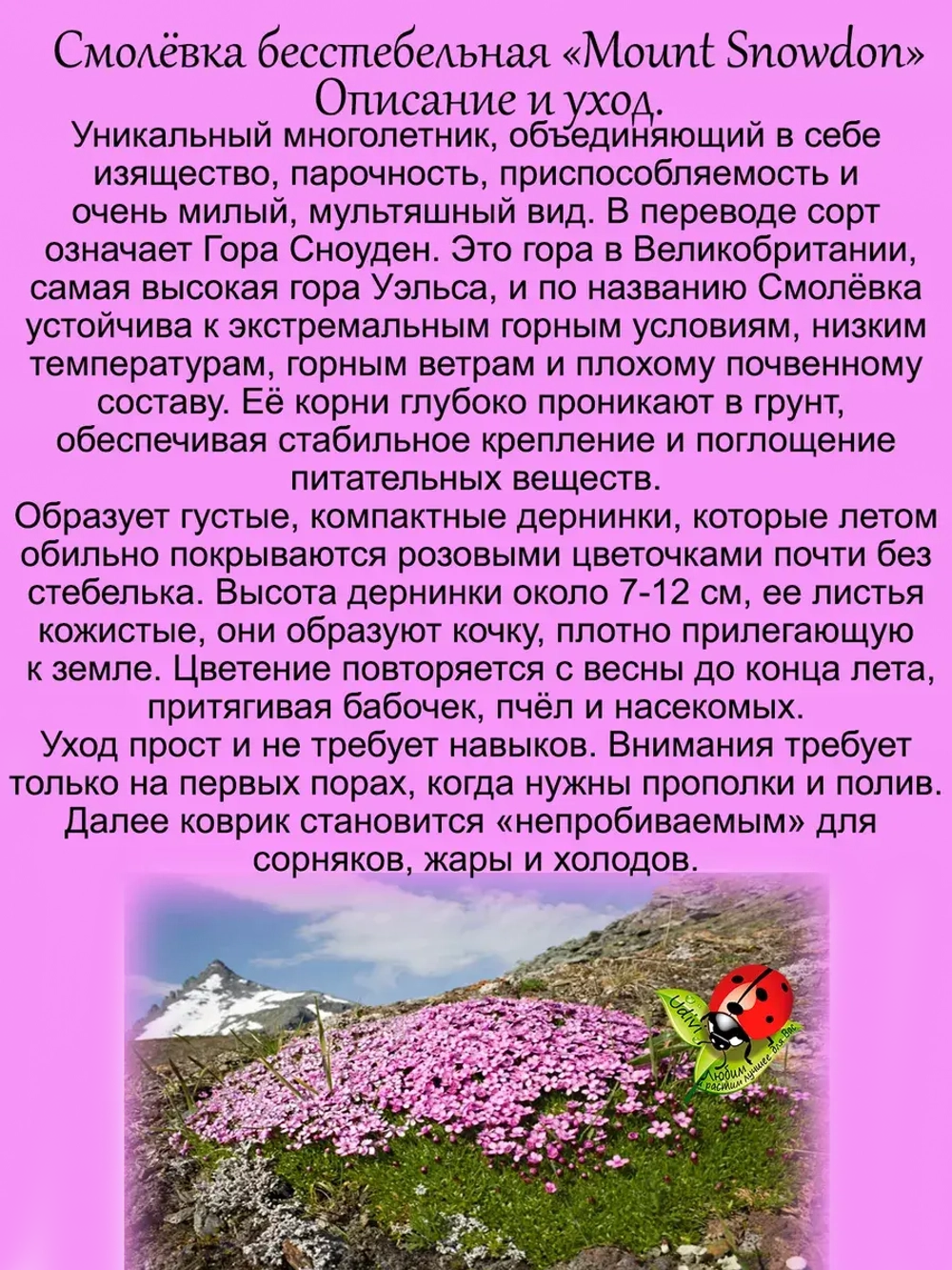 Смолёвка бесстебельная Маунд Сноуден многолетняя