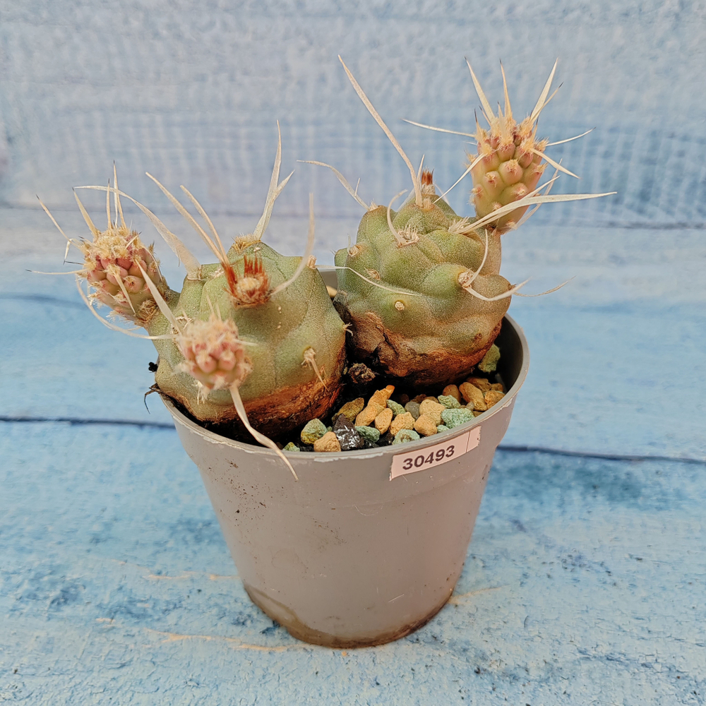 Tephrocactus Articulatus Papyracanthus (Тефрокактус)