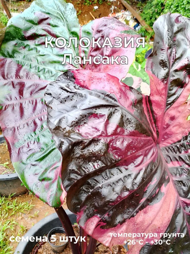 Колоказия Лансака Lansaka black red семена 5 штук