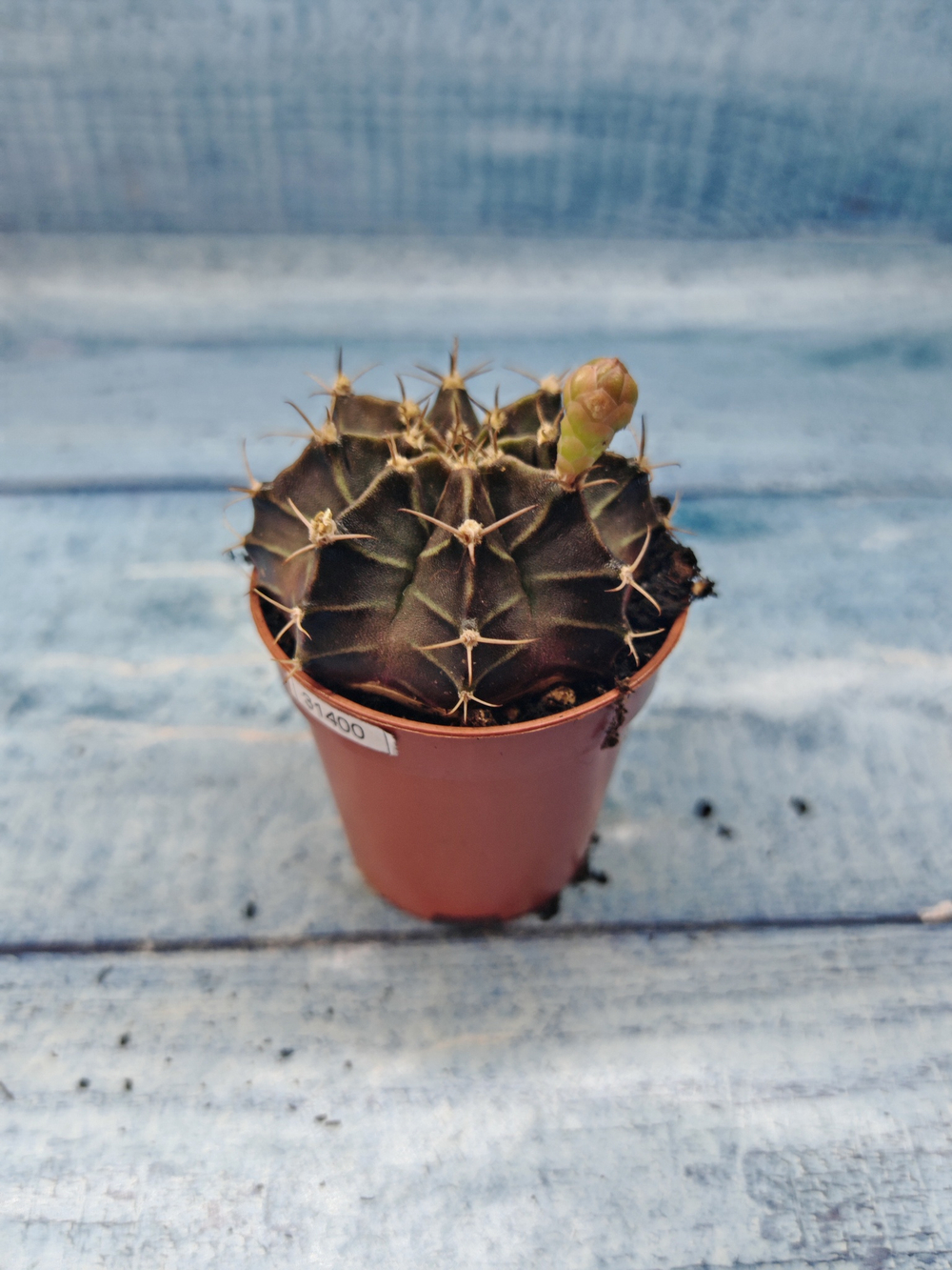 Gymnocalycium Friedrichii (Гимнокалициум)