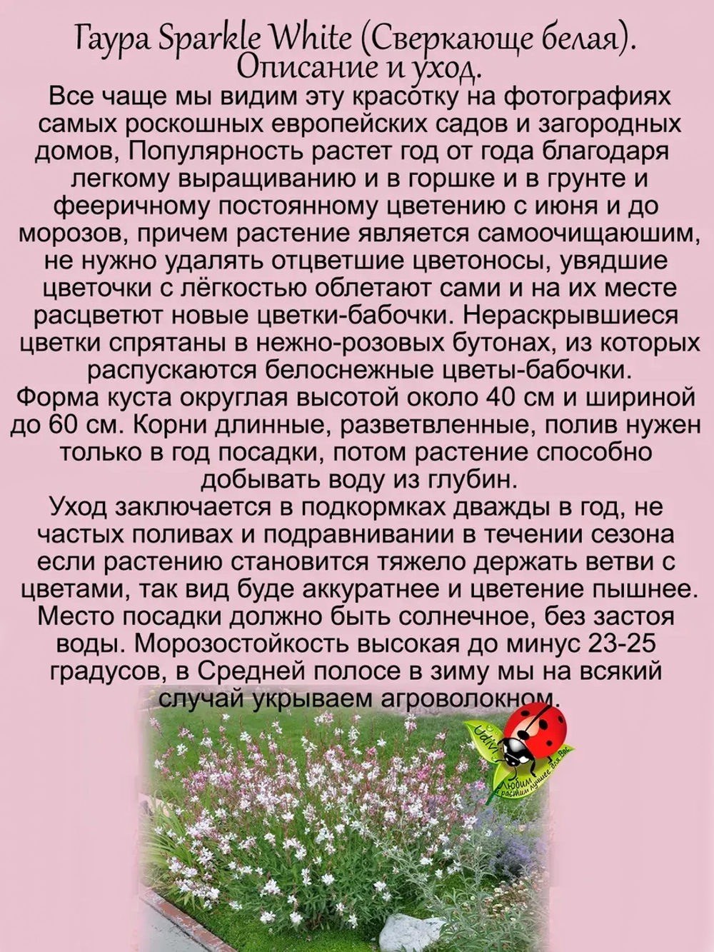 Гаура Сверкающе белая Спаркле Уайт