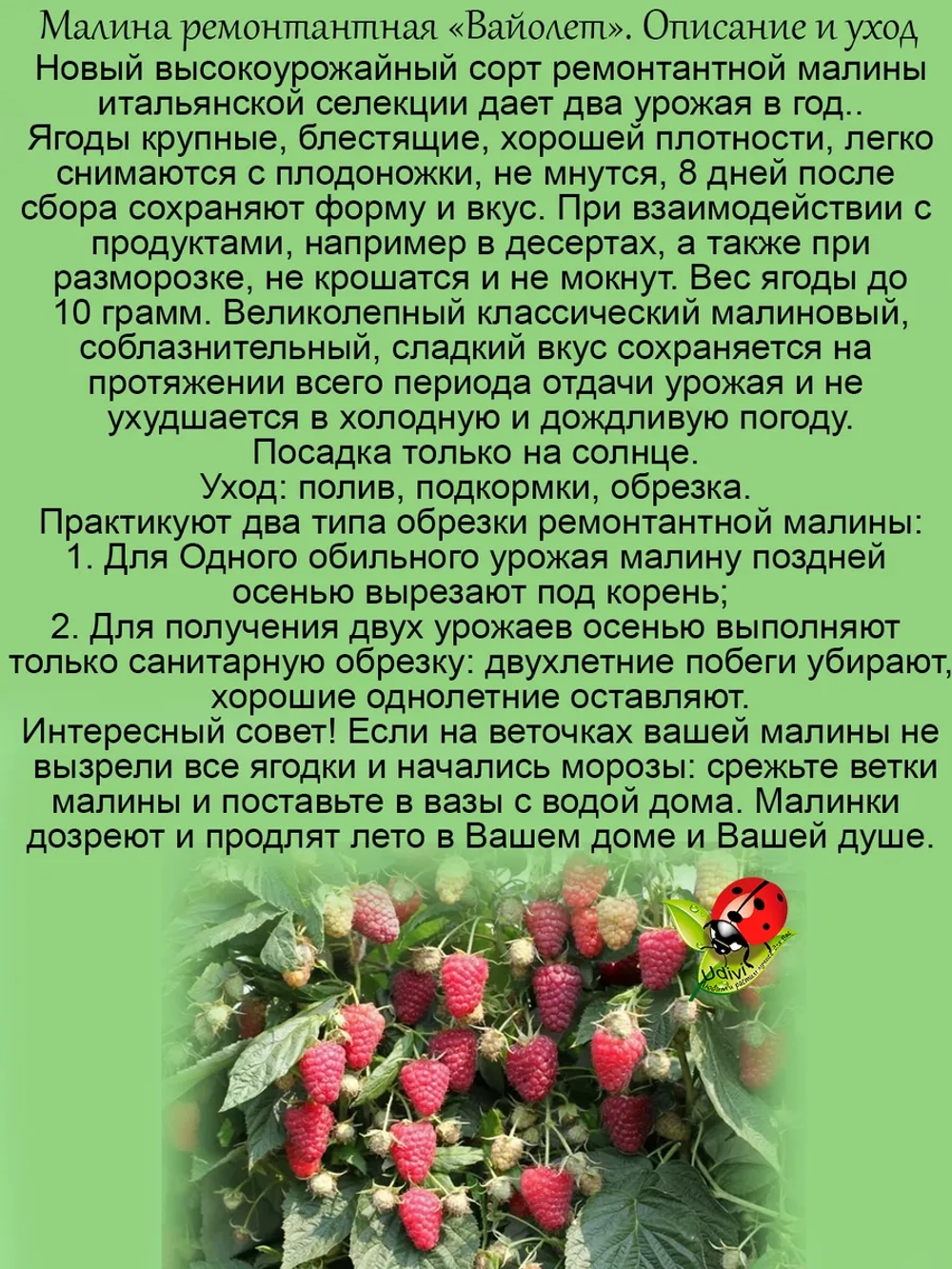 Малина Вайолет ремонтантная