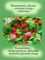 Княженика Анна арктическая малина княжья ягода