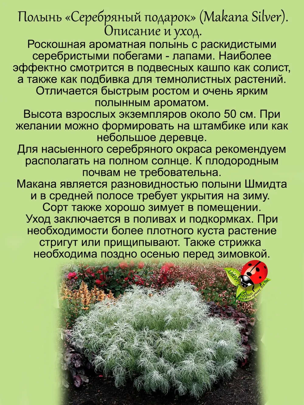 Полынь Серебряный Подарок ампельная Макана Сильвер