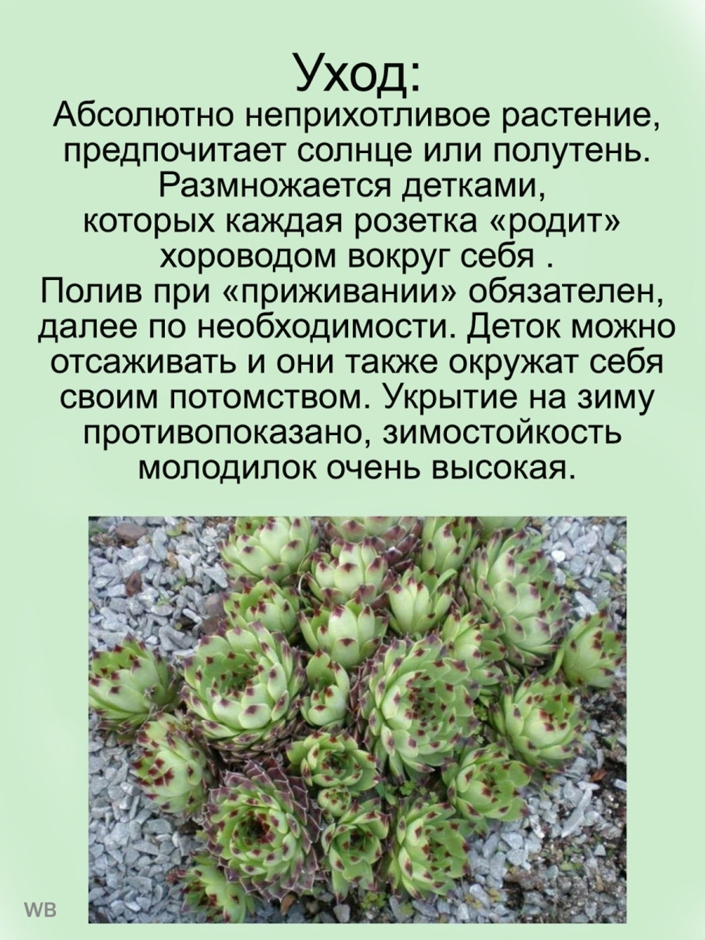 Молодило известковое Пестрый ковер каменная роза многолетник