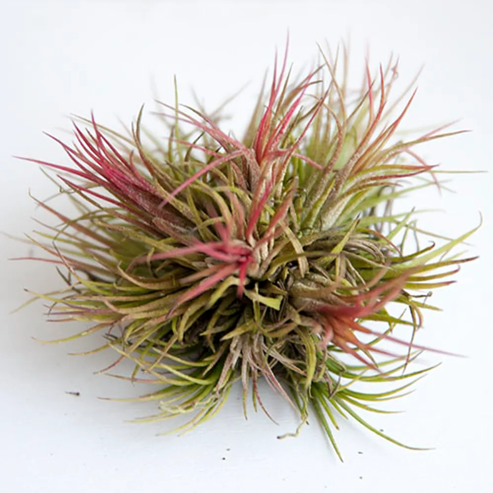 Тилландсия (Tillandsia)