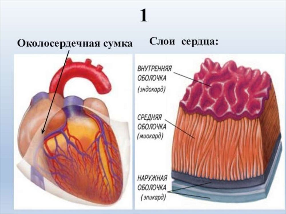 Комплект моделей Строение сердца позвоночных — купить по ФГОС | Учебный стандарт