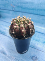 Gymnocalycium T-Rex Pink hybride (Гимнокалициум T-rex)