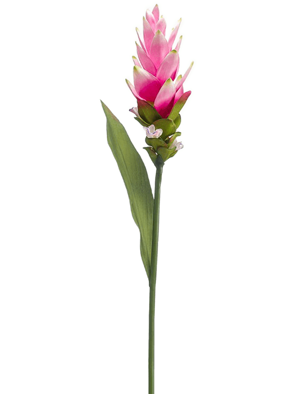 иск. цветок Curcuma pink