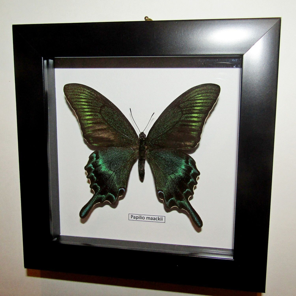 Бабочка Papilio maackii в рамке