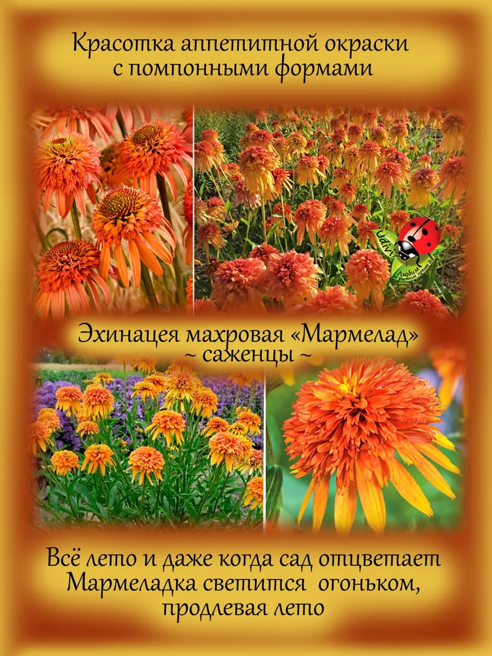 Эхинацея махровая "Мармелад" долгоцветущая