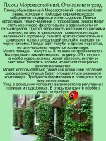 Хедера зимостойкий плющ