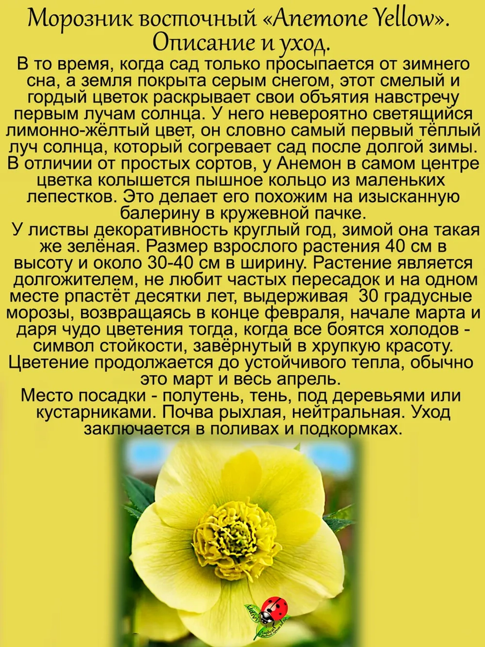 Морозник Анемон Еллоу восточный желтый