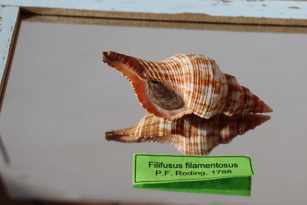 Ракушка Плеуроплока Филаментоза (Filifusus filamentosus)