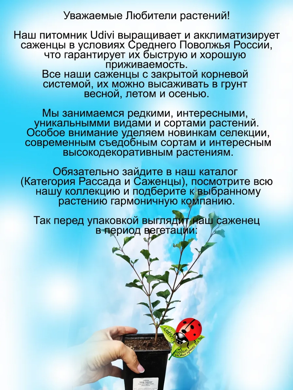 Сирень Ред Пикси повторноцветущая